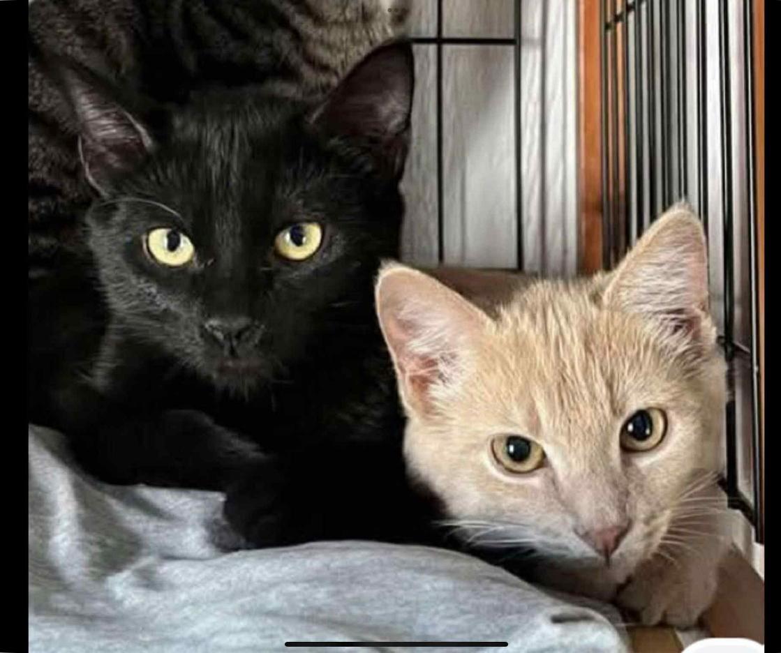Kofi and Grady, a Adoptable Domestic Short Hair in Dover, TN image 1/2