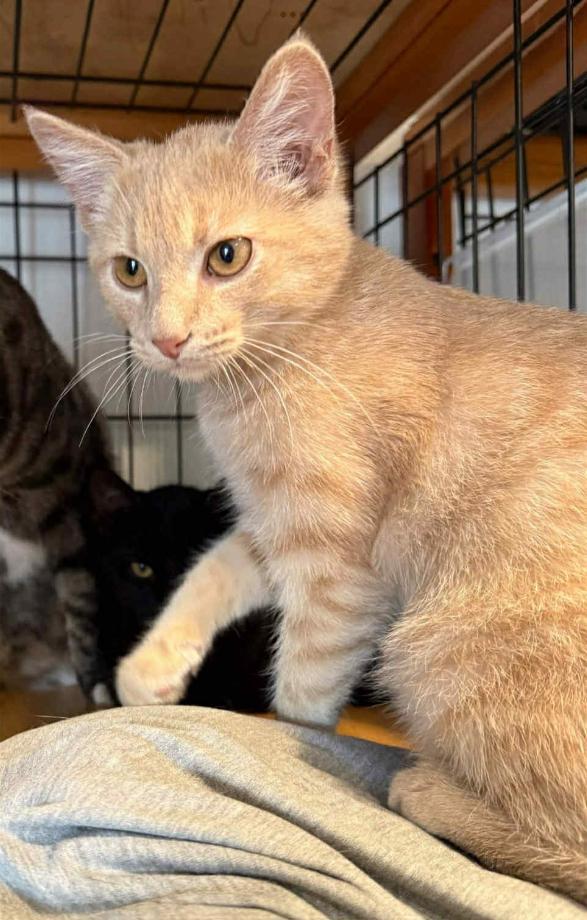 Kofi and Grady, a Adoptable Domestic Short Hair in Dover, TN image 2/2