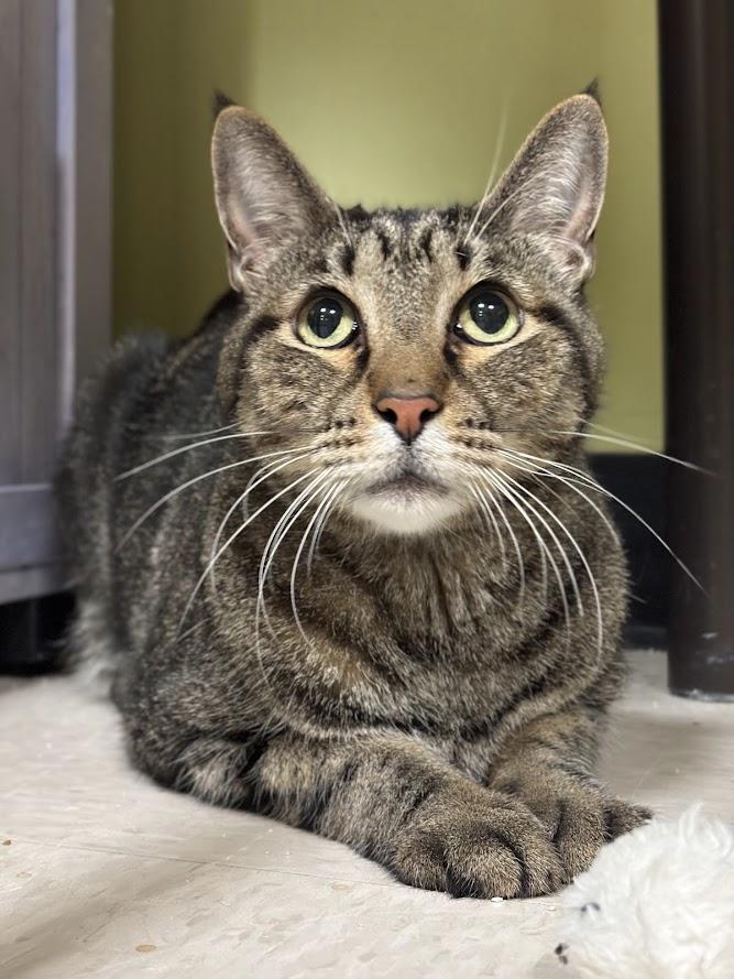 Koi, ADOPTABLE, Senior Male Domestic Short Hair.