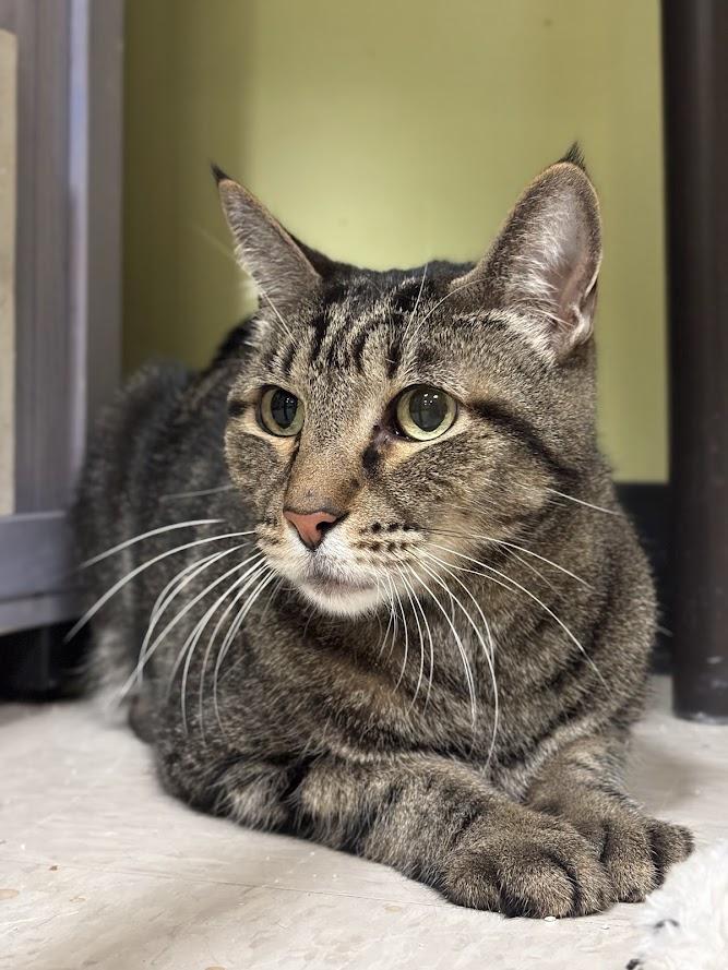 Enlarge Koi, a ADOPTABLE Domestic Short Hair in The Colony, TX image 2/2