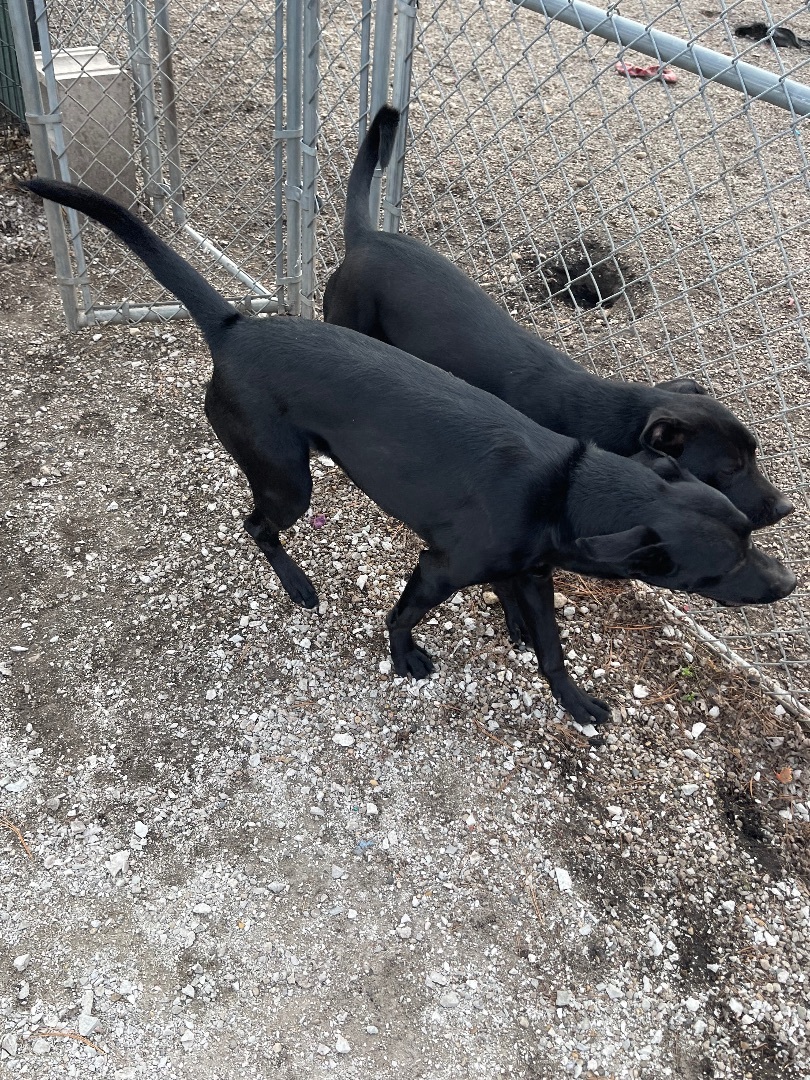 Razzle, Adoptable, Young Female Mixed Breed.