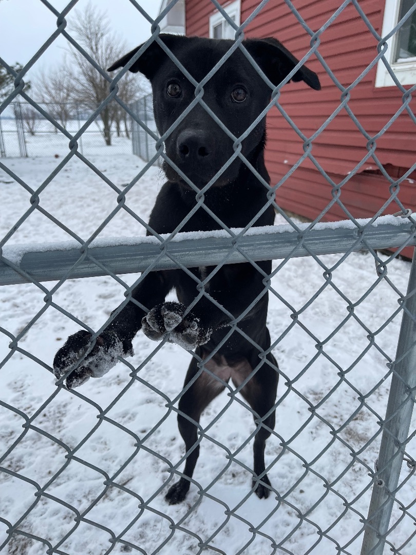 Razzle, a Adoptable mixed breed in Bourbonnais, IL image 2/7