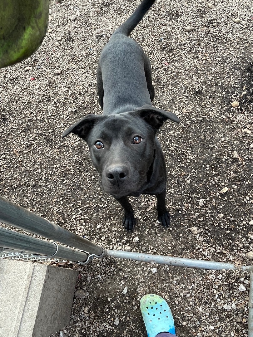 Razzle, a Adoptable mixed breed in Bourbonnais, IL image 3/7