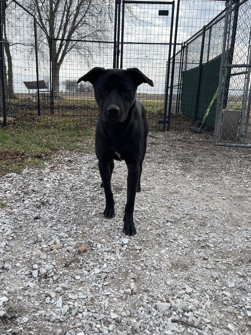 Razzle, a Adoptable mixed breed in Bourbonnais, IL image 4/7