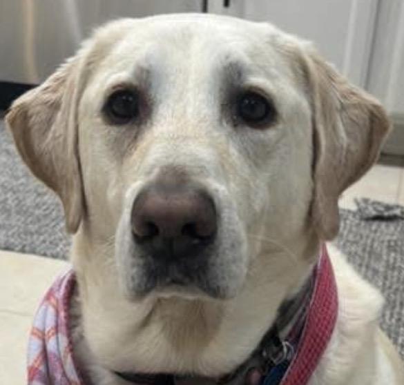 Summer, ADOPTABLE, Adult Female Labrador Retriever.