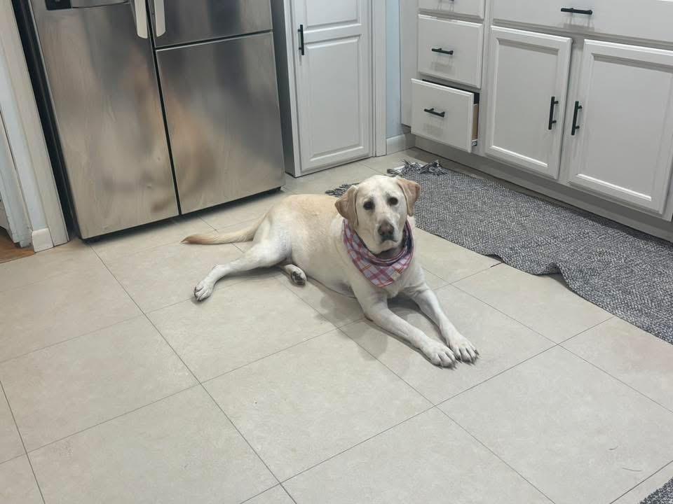 Enlarge Summer, an adopted mixed breed in Elkton, MD image 2/5