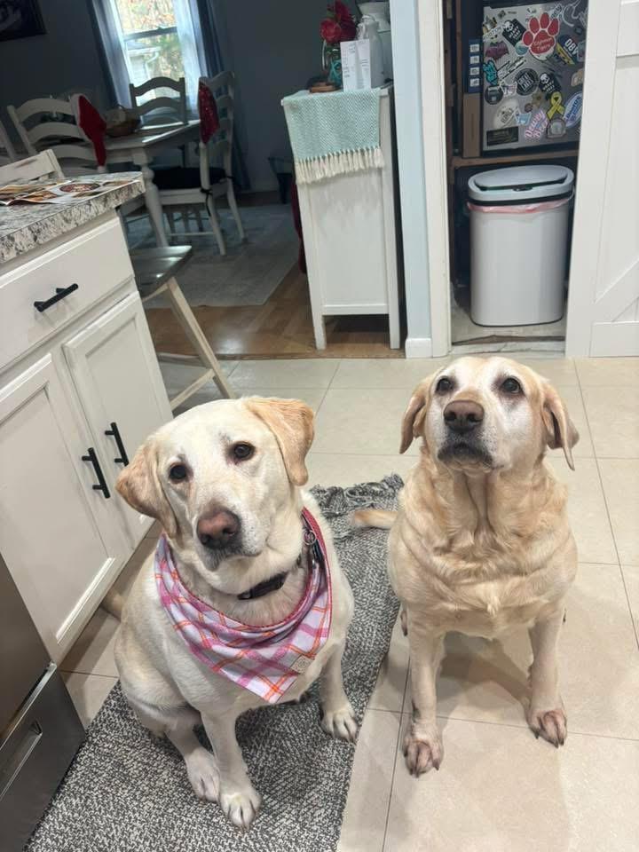 Enlarge Summer, an adopted mixed breed in Elkton, MD image 3/5