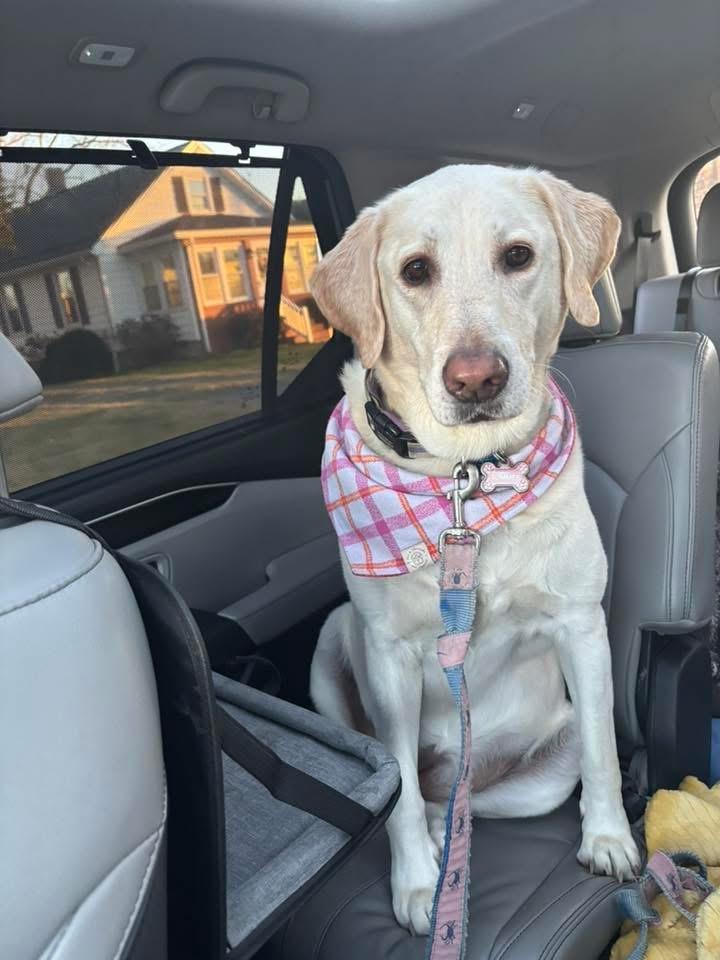 Enlarge Summer, an adopted mixed breed in Elkton, MD image 4/5