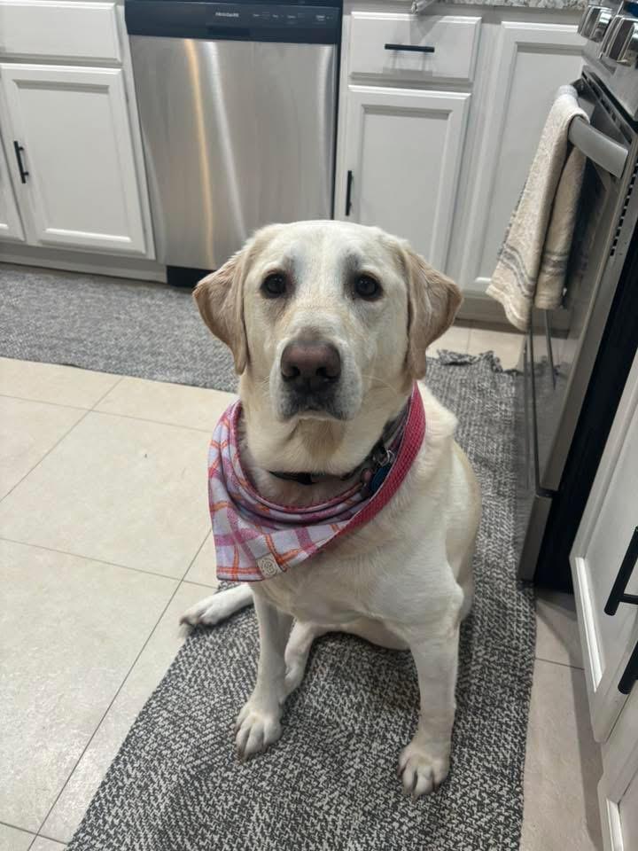 Enlarge Summer, an adopted mixed breed in Elkton, MD image 5/5