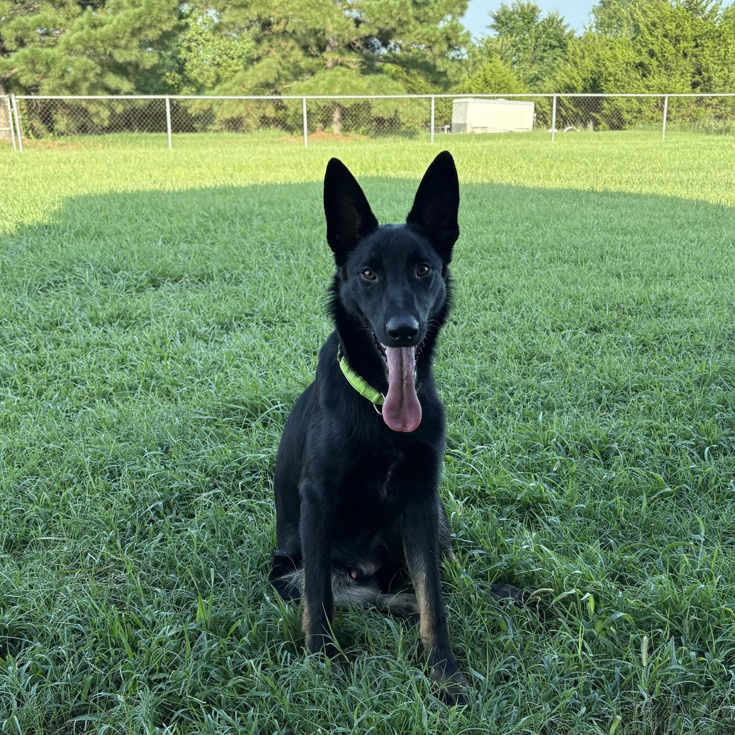 Nikko German Shepherd Dog Dog