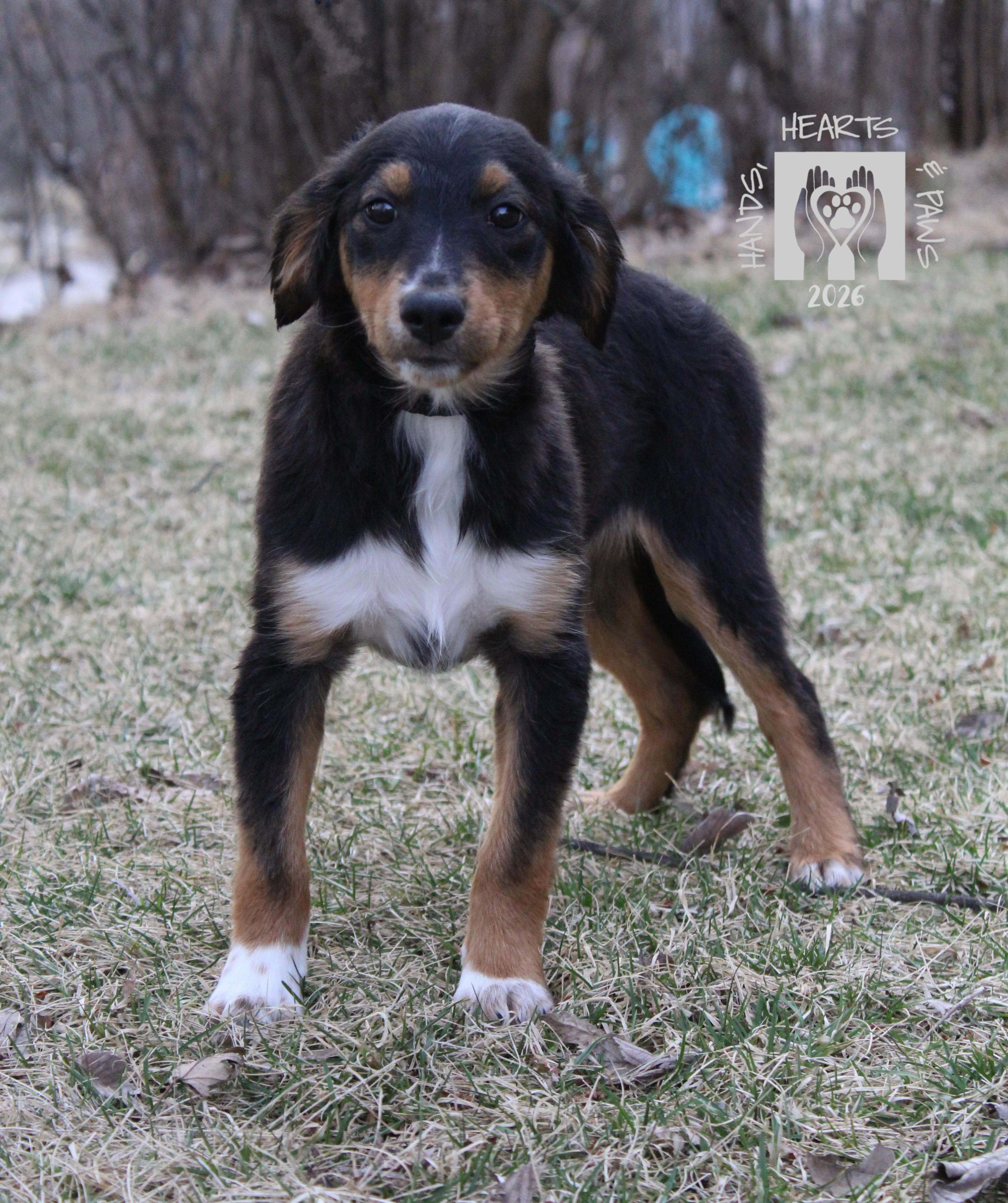 Enlarge Petal, an adopted mixed breed in Omaha, NE image 1/3