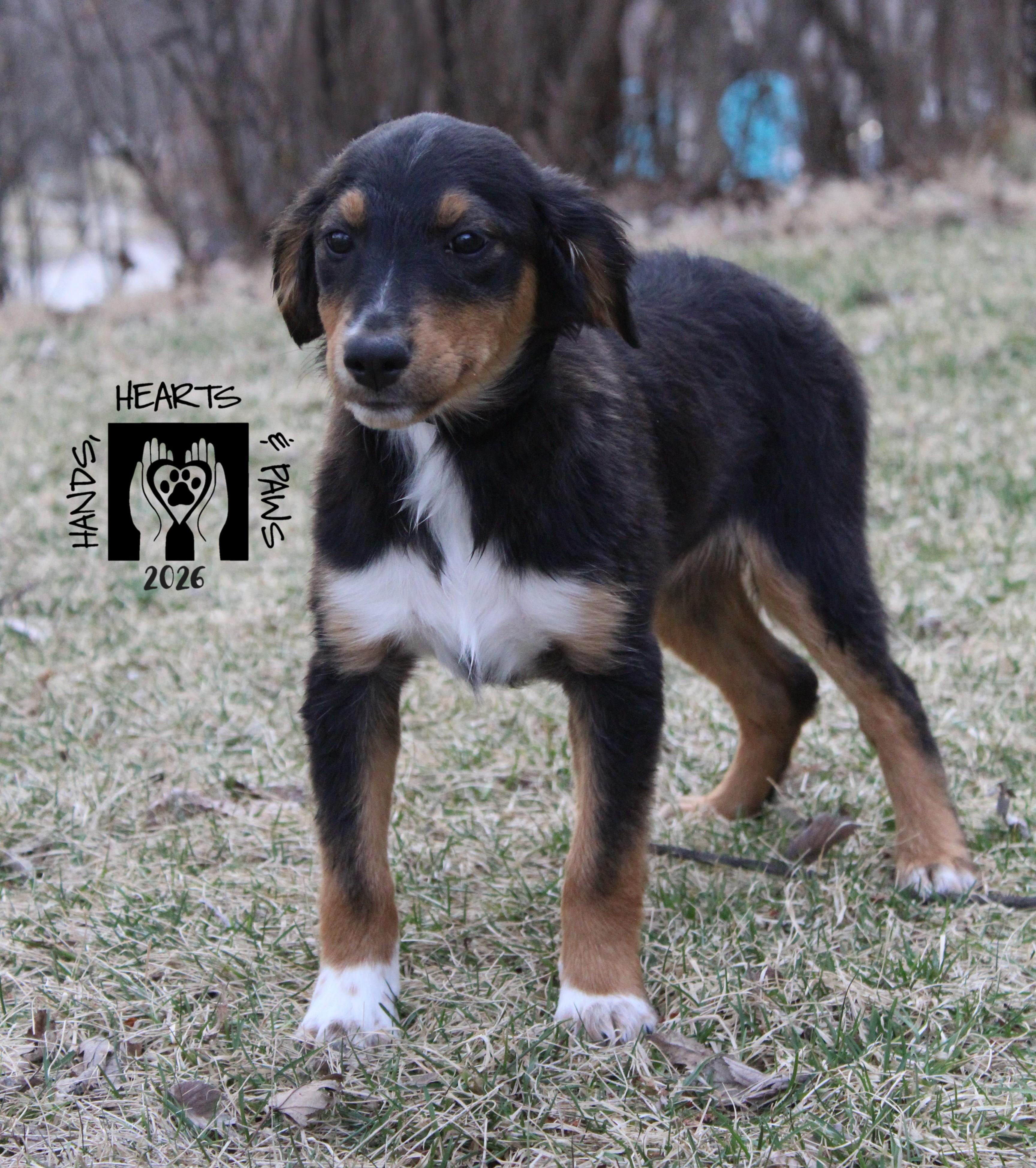 Enlarge Petal, an adopted mixed breed in Omaha, NE image 3/3