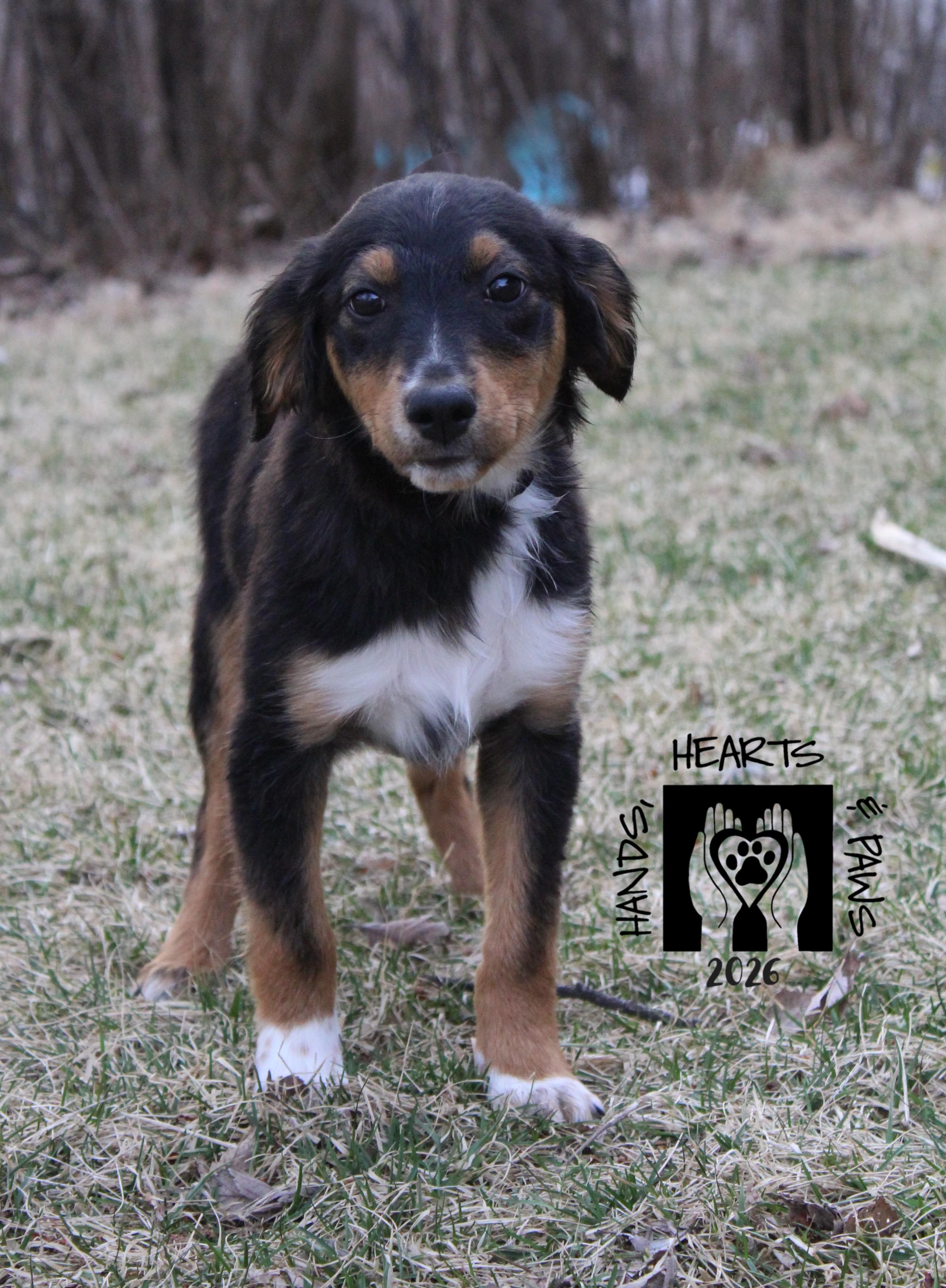 Enlarge Petal, an adopted mixed breed in Omaha, NE image 2/3