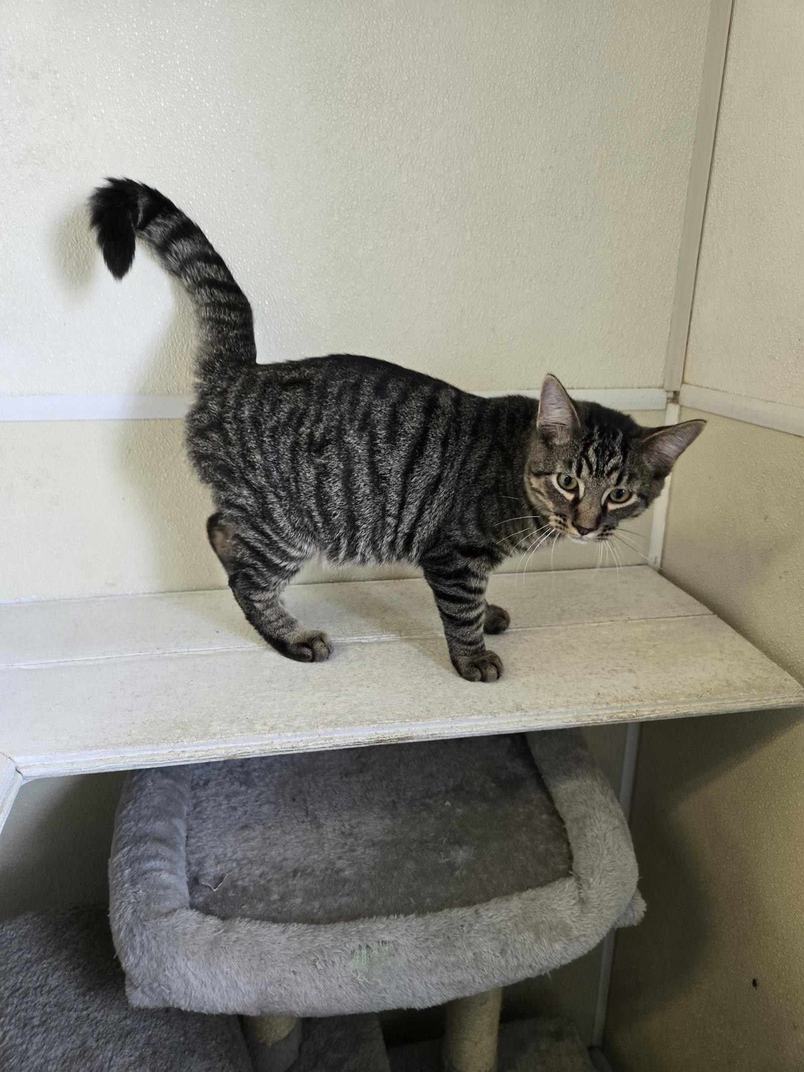 Goose, Adoptable, Young Male Tabby.