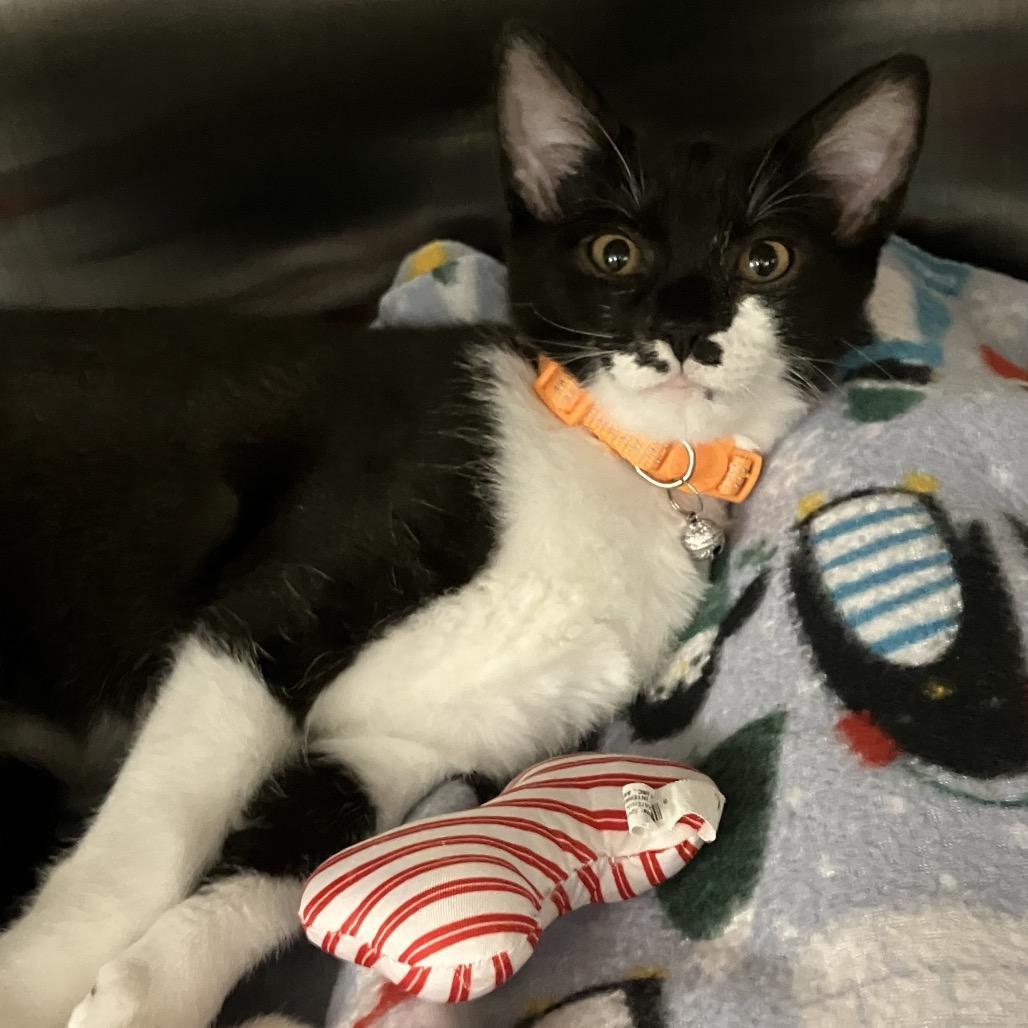 Enlarge Mira, a Adoptable Domestic Short Hair in Pittsburgh, PA image 1/2