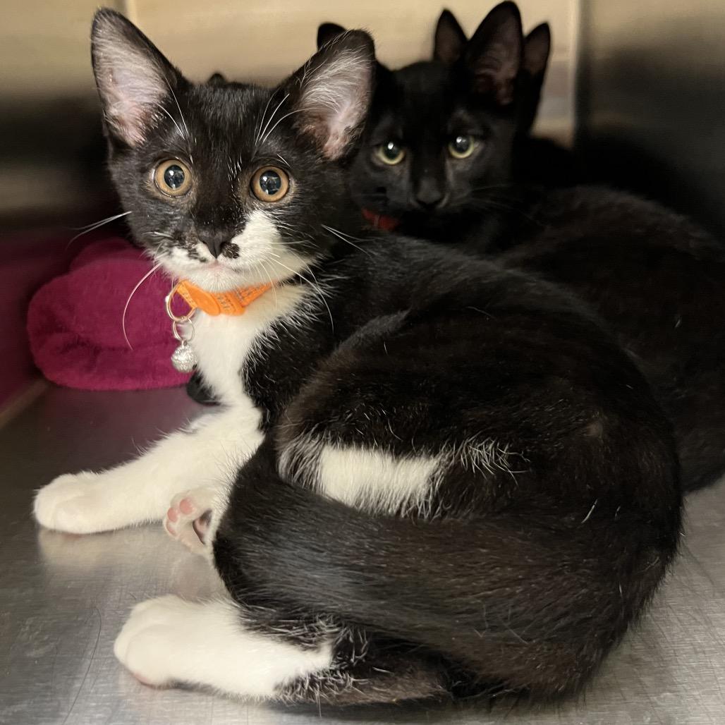 Enlarge Mira, a Adoptable Domestic Short Hair in Pittsburgh, PA image 2/2