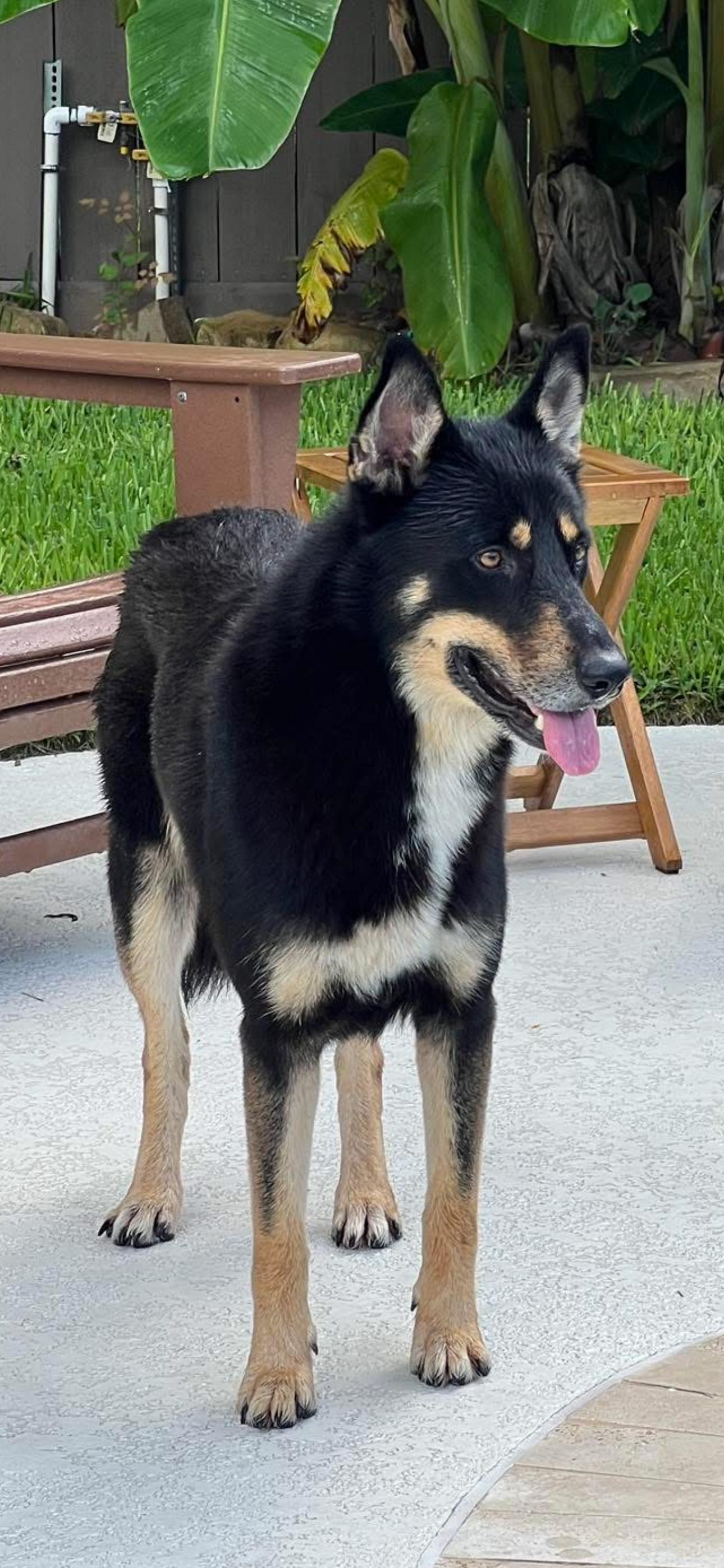 Wallace, Adoptable, Adult Male Australian Shepherd & German Shepherd Dog.