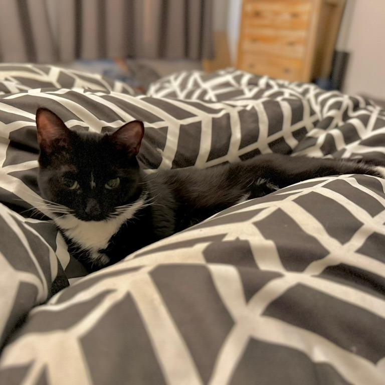 Villager, a Adoptable Domestic Short Hair in Los Angeles, CA image 1/5