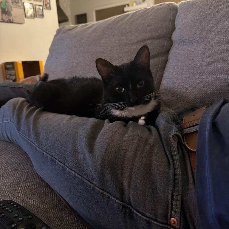 Villager, a Adoptable Domestic Short Hair in Los Angeles, CA image 2/5