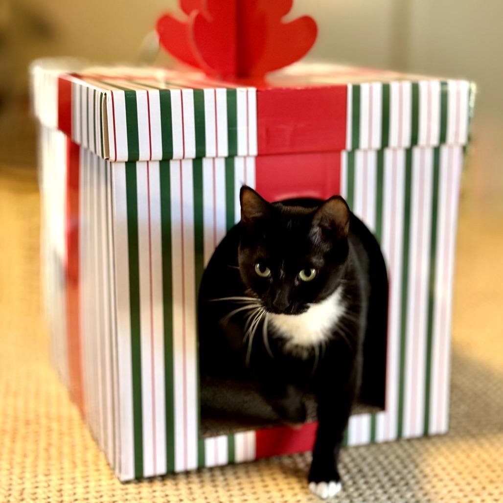 Villager, Adoptable, Young Female Domestic Short Hair.