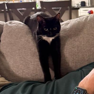 Villager, a Adoptable Domestic Short Hair in Los Angeles, CA image 5/5
