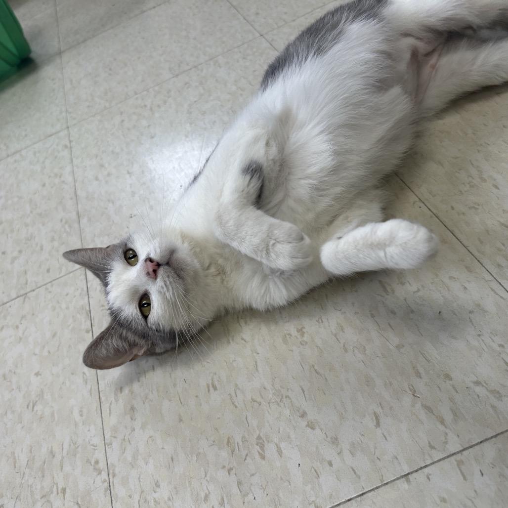Enlarge Daphne, a Adoptable Domestic Short Hair in Milford, IA image 1/6