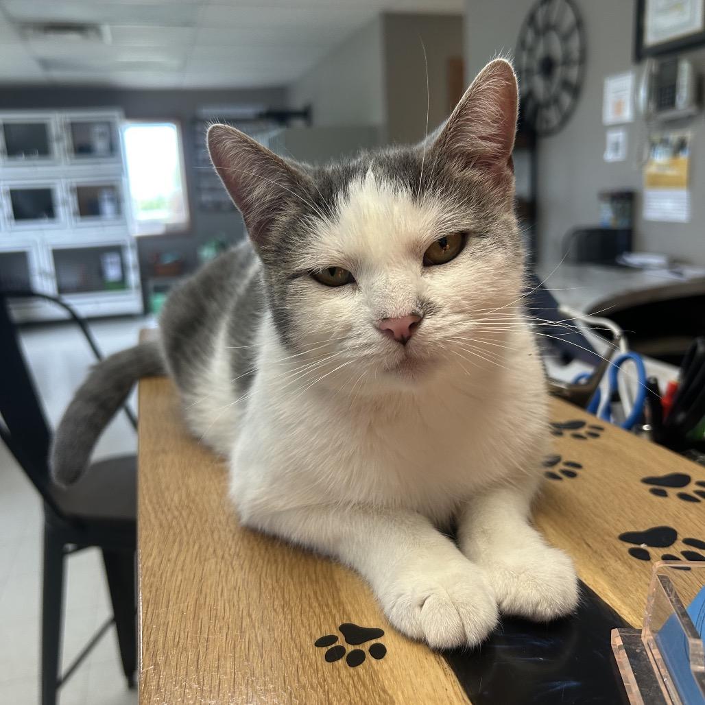 Enlarge Daphne, a Adoptable Domestic Short Hair in Milford, IA image 2/6