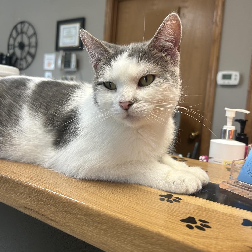 Enlarge Daphne, a Adoptable Domestic Short Hair in Milford, IA image 3/6