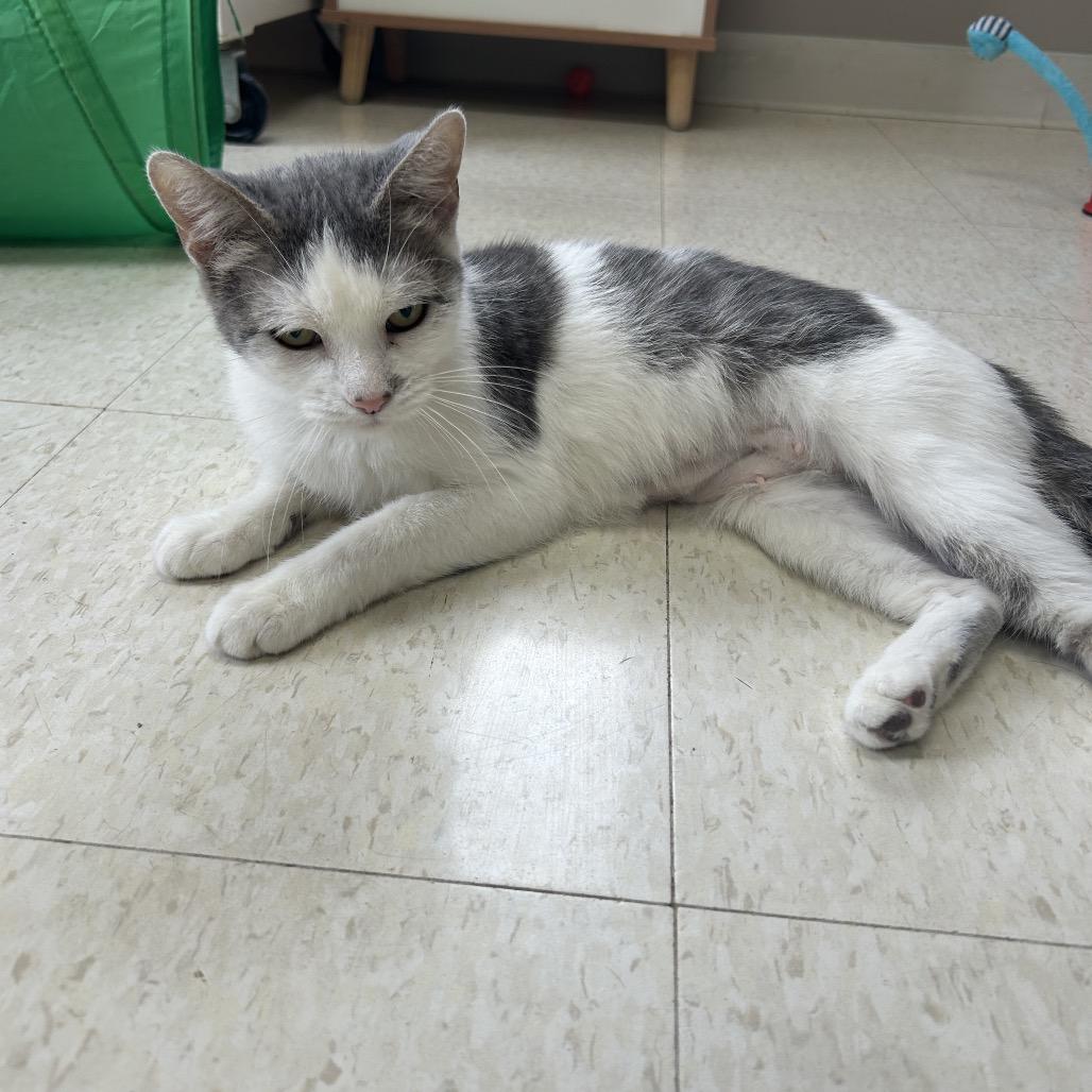 Enlarge Daphne, a Adoptable Domestic Short Hair in Milford, IA image 2/6