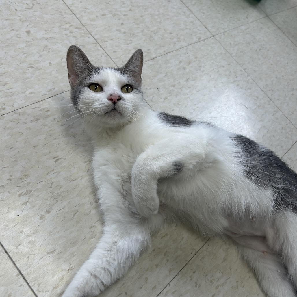 Enlarge Daphne, a Adoptable Domestic Short Hair in Milford, IA image 3/6