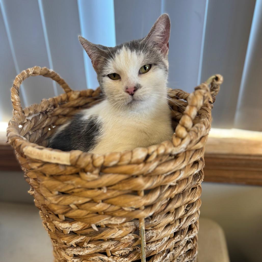 Enlarge Daphne, a Adoptable Domestic Short Hair in Milford, IA image 4/6