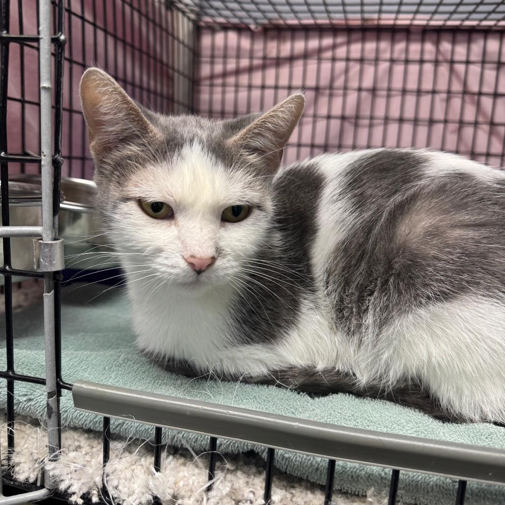 Enlarge Daphne, a Adoptable Domestic Short Hair in Milford, IA image 5/6