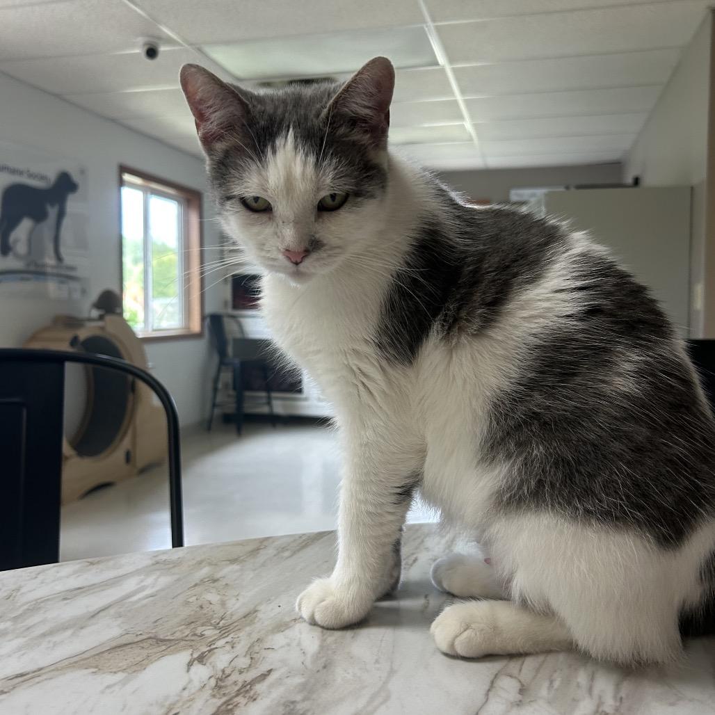 Daphne, a Adoptable Domestic Short Hair in Milford, IA image 5/6