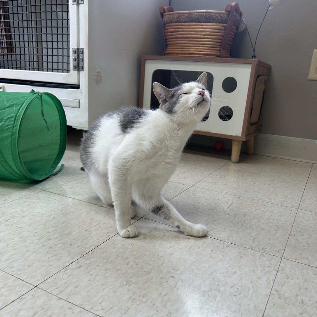 Enlarge Daphne, a Adoptable Domestic Short Hair in Milford, IA image 6/6
