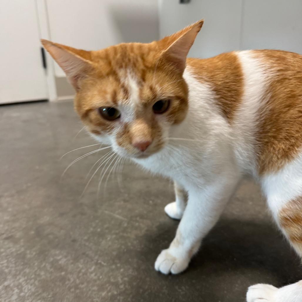 Enlarge Butterscotch, a Adoptable Domestic Short Hair in Bentonville, AR image 1/6
