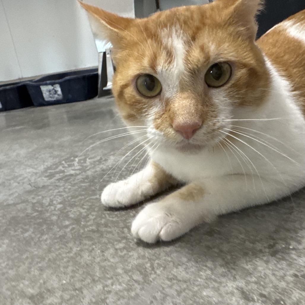 Enlarge Butterscotch, a Adoptable Domestic Short Hair in Bentonville, AR image 2/6