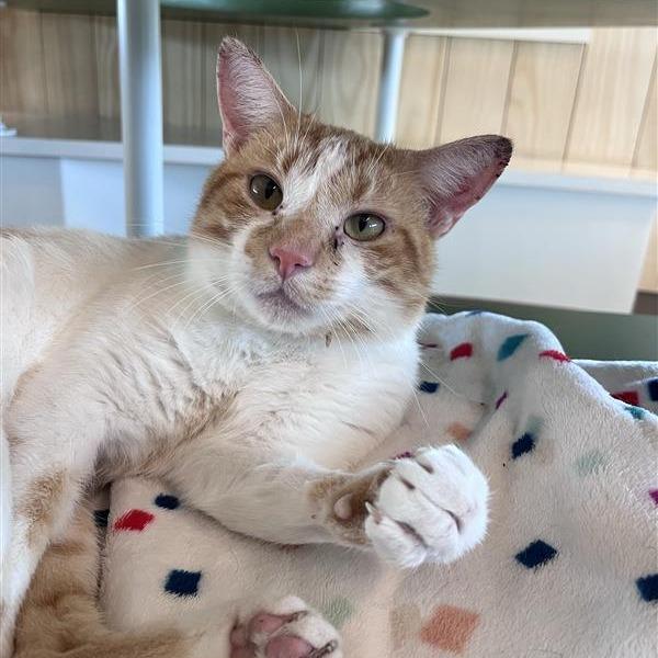 Enlarge Butterscotch, a Adoptable Domestic Short Hair in Bentonville, AR image 3/6