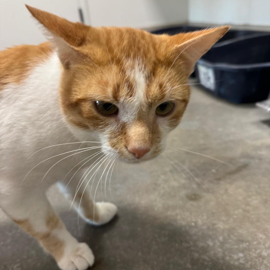 Enlarge Butterscotch, a Adoptable Domestic Short Hair in Bentonville, AR image 4/6
