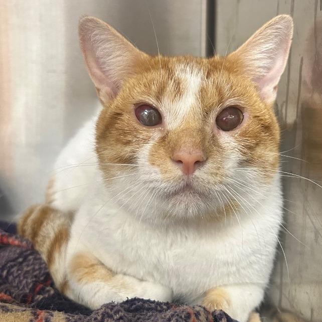 Enlarge Butterscotch, a Adoptable Domestic Short Hair in Bentonville, AR image 5/6