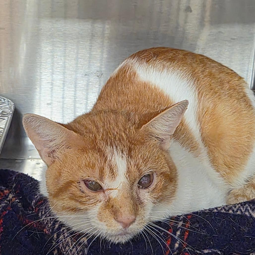 Enlarge Butterscotch, a Adoptable Domestic Short Hair in Bentonville, AR image 6/6
