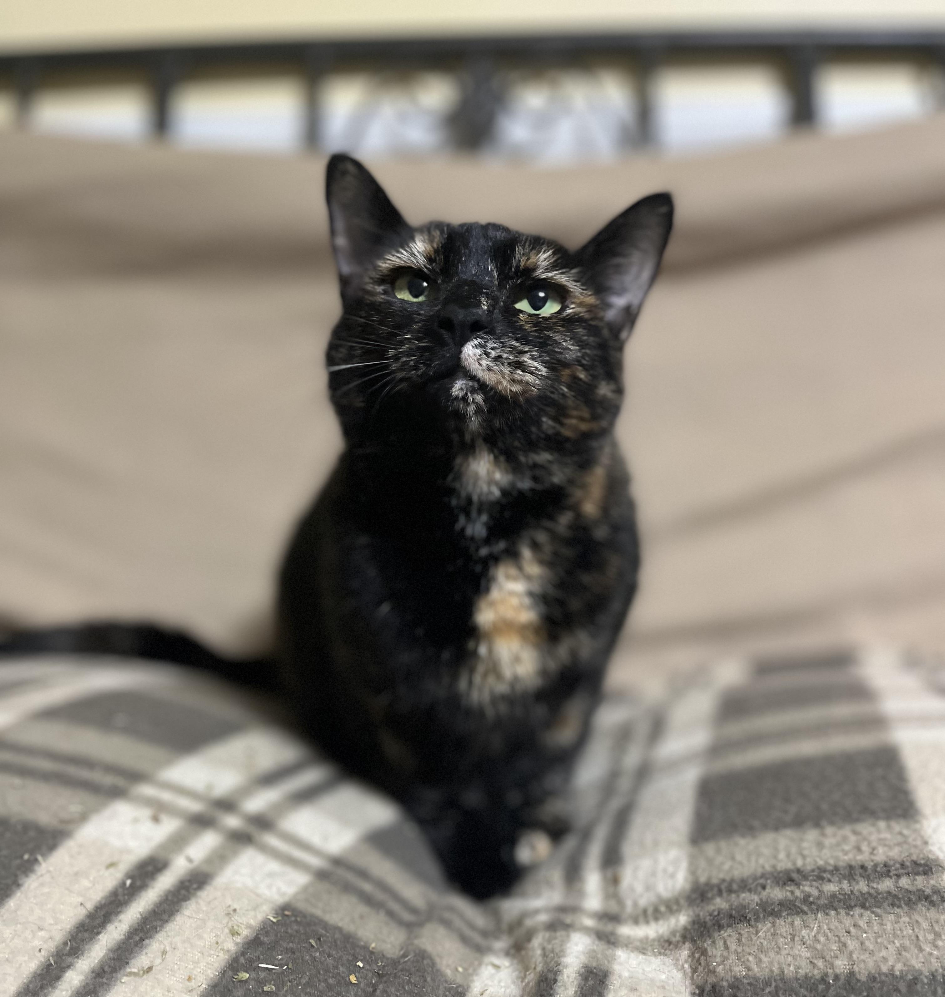 Enlarge Corduroy, a Adoptable Domestic Short Hair in Kenosha, WI image 1/6