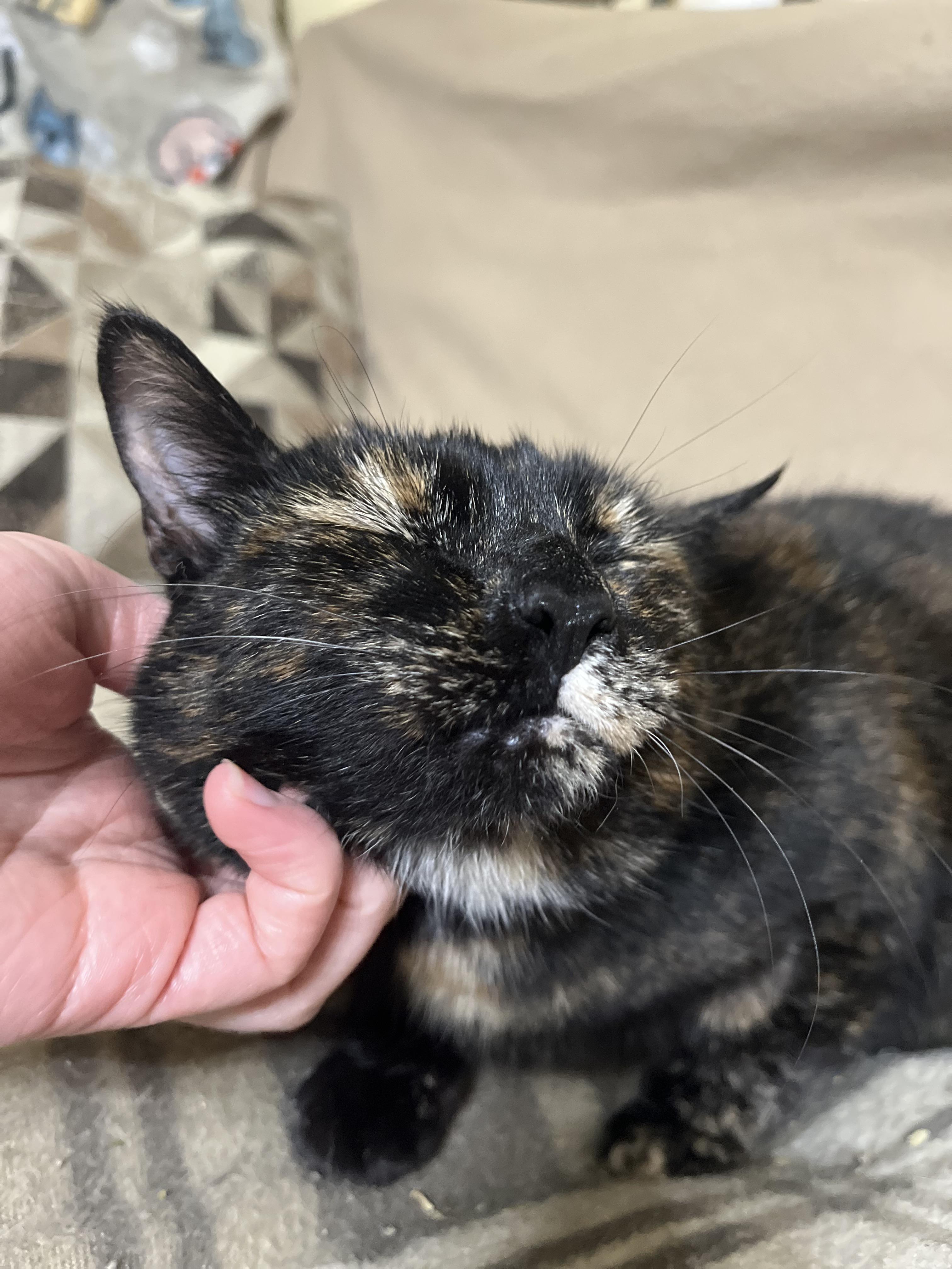 Enlarge Corduroy, a Adoptable Domestic Short Hair in Kenosha, WI image 2/6