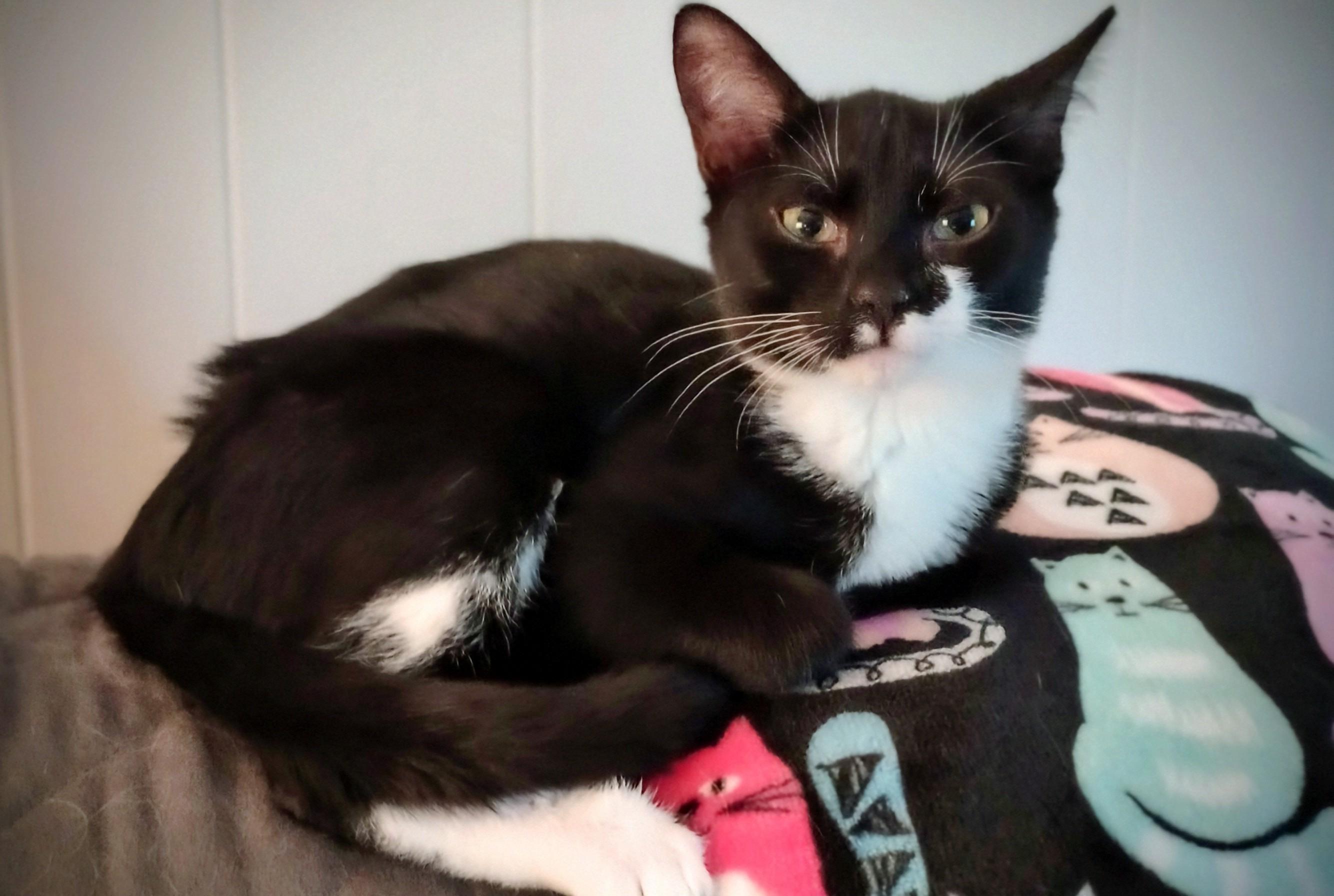 Enlarge Rerun (PW), a Adoptable Domestic Short Hair in Huddleston, VA image 4/5