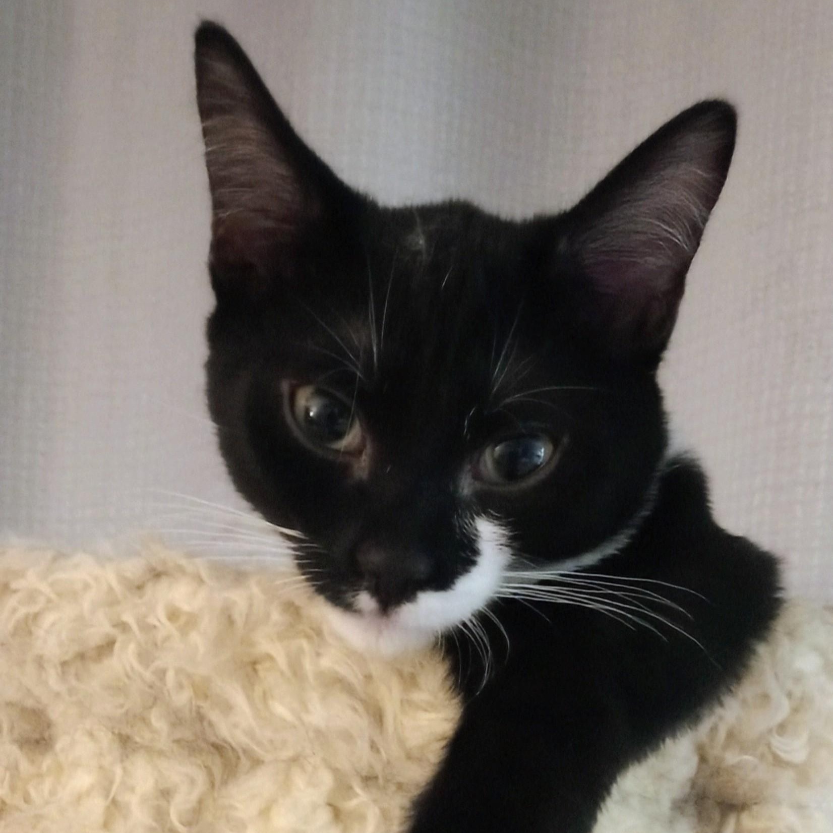 Enlarge Rerun (PW), a Adoptable Domestic Short Hair in Huddleston, VA image 2/5