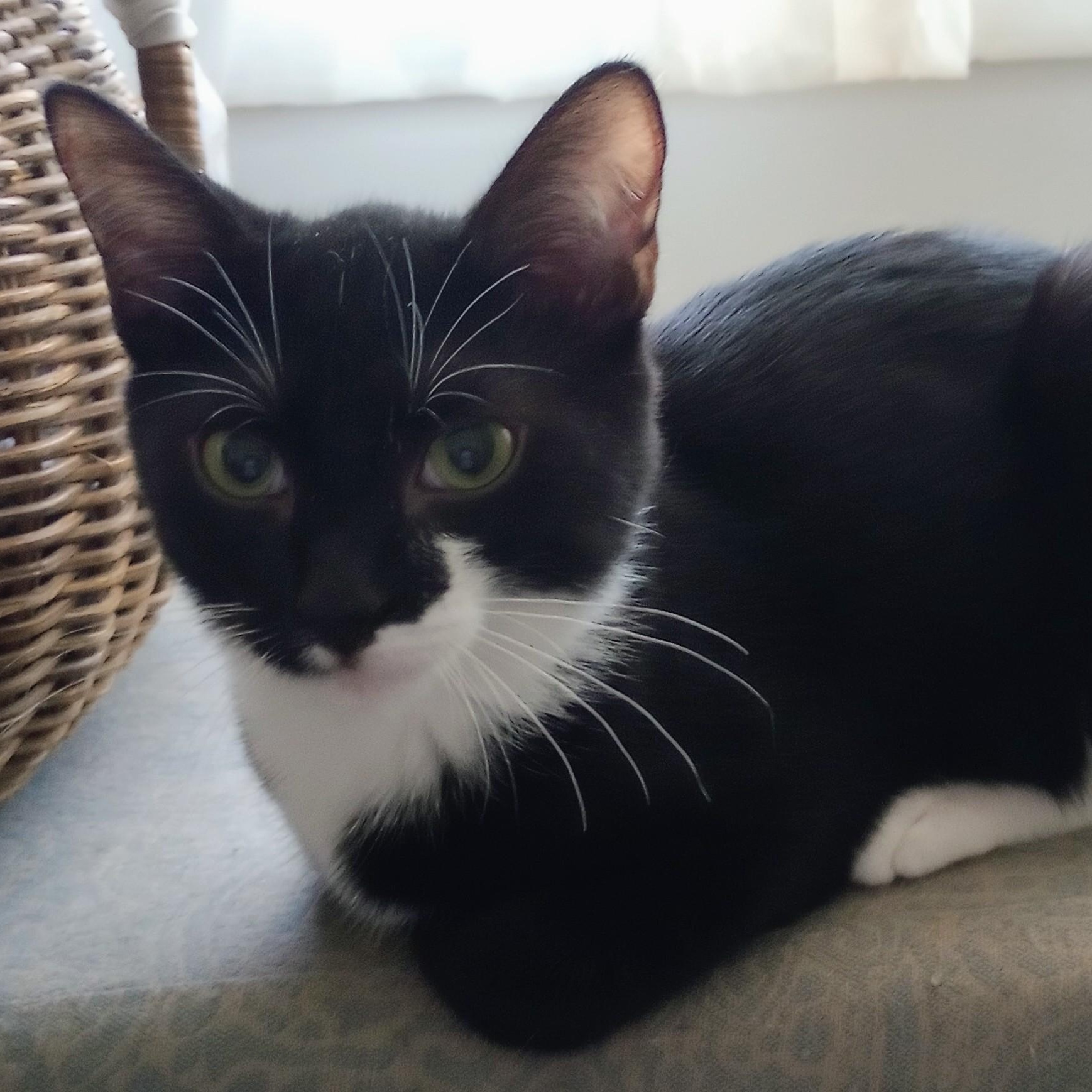 Rerun (PW), Adoptable, Kitten Male Domestic Short Hair.