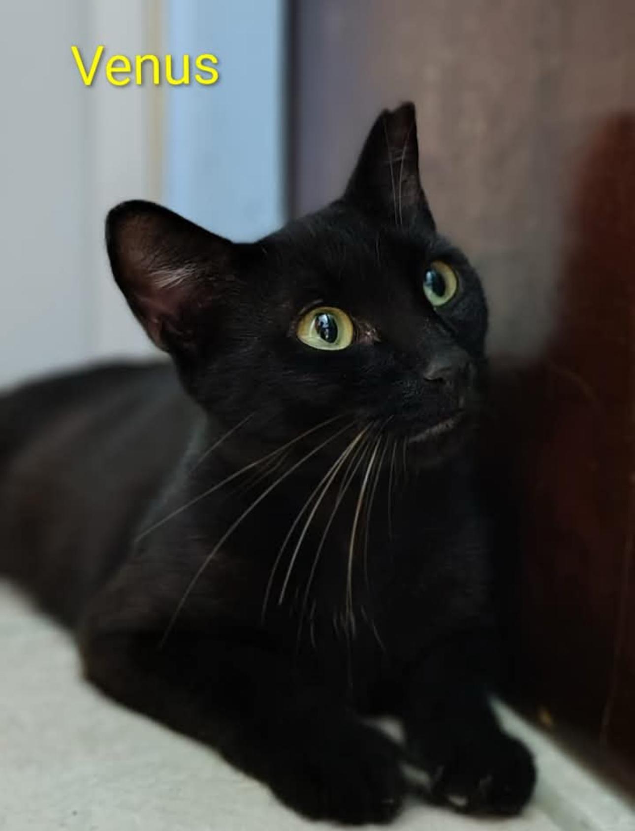 Venus, ADOPTABLE, Young Female Domestic Short Hair.