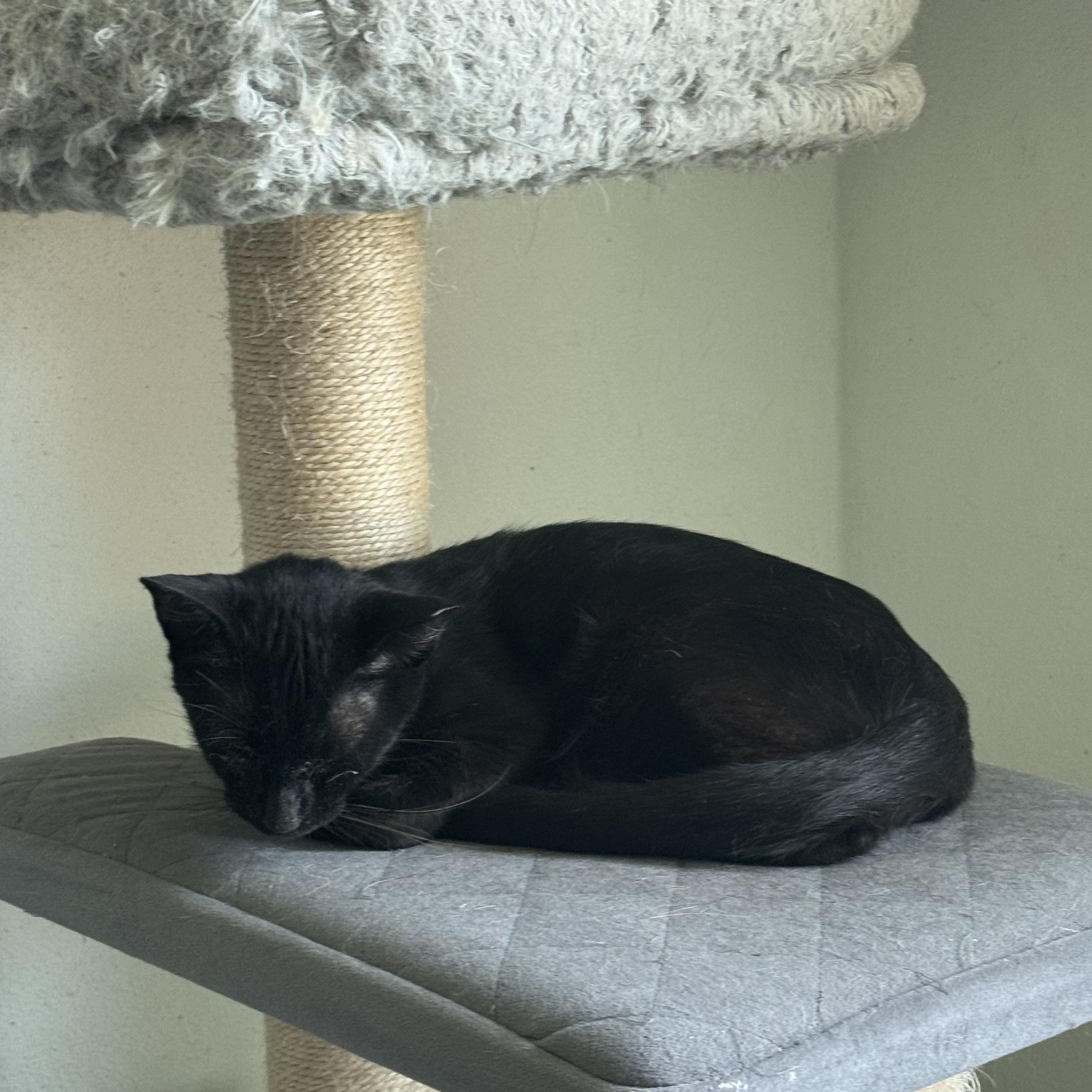 Enlarge Venus, a ADOPTABLE Domestic Short Hair in San Juan, PR image 2/2