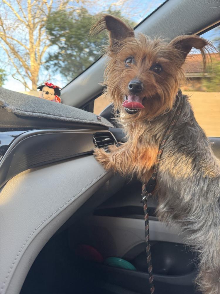 Enlarge SOPHIA, a Adoptable mixed breed in Beaumont, CA image 3/4