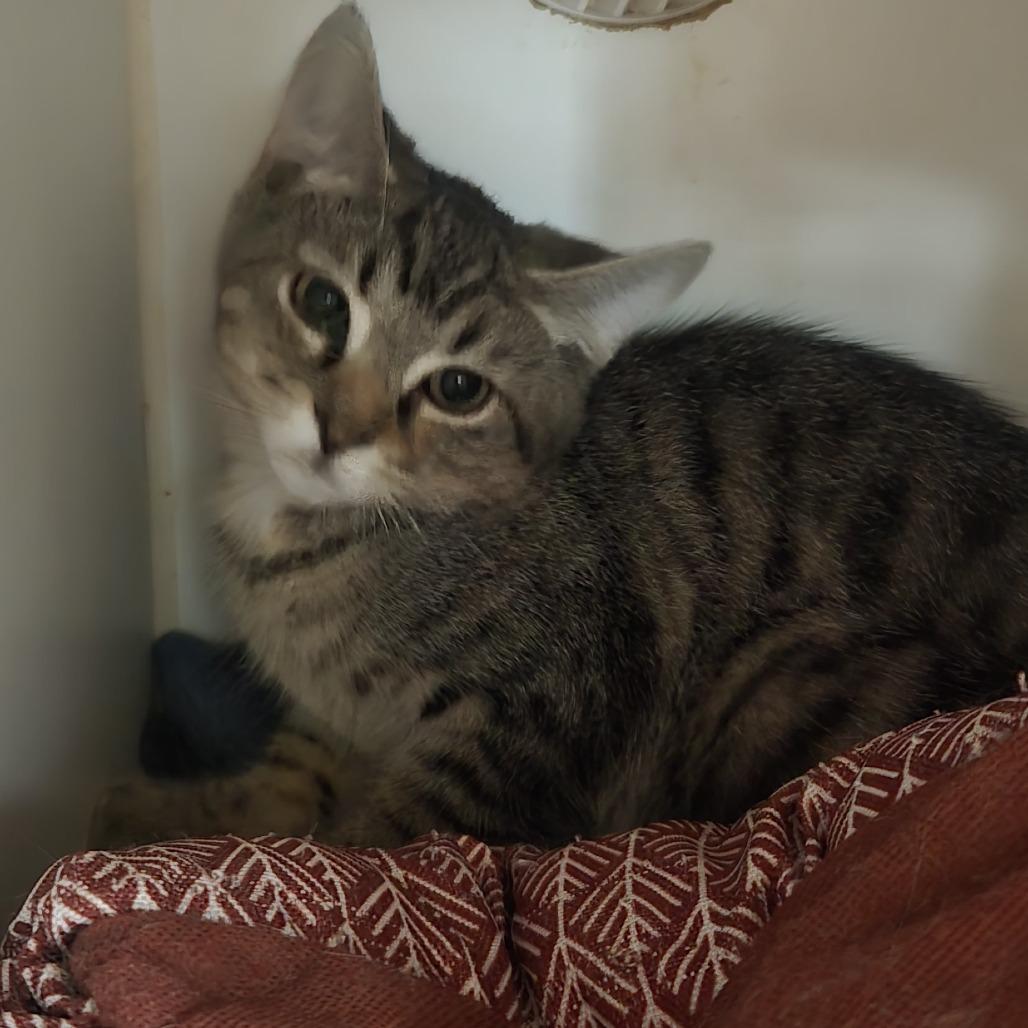 Enlarge Luke, a Adoptable Domestic Short Hair in Salisbury, MA image 1/3
