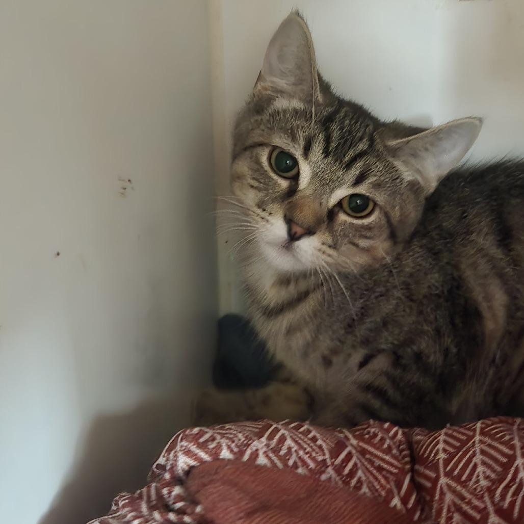 Enlarge Luke, a Adoptable Domestic Short Hair in Salisbury, MA image 2/3